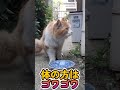 #short #shorts 捨て猫ちゃんにご飯をあげました。駐車場の猫。