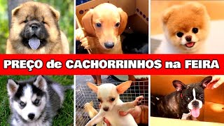 Preço de filhotes de cachorro na FEIRA de Madalena  #cachorrosfofos #feiradeanimais