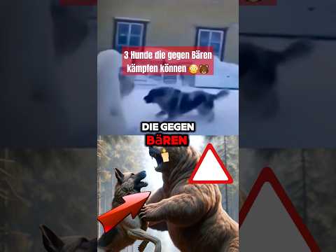 Diese 3 Hunde