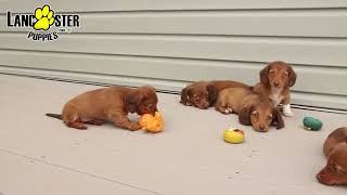 Playful Miniature Dachshund Puppies