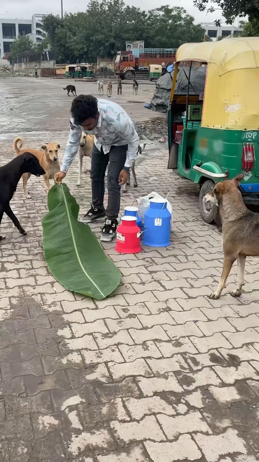 बेज़ुबानों की दुनिया बनो??#humanity #respect #helping #trending #viralvideos #youtubeshorts ?