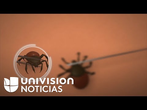 Video: 16 acciones que puede tomar para prevenir la enfermedad de Lyme y mantenerse a salvo