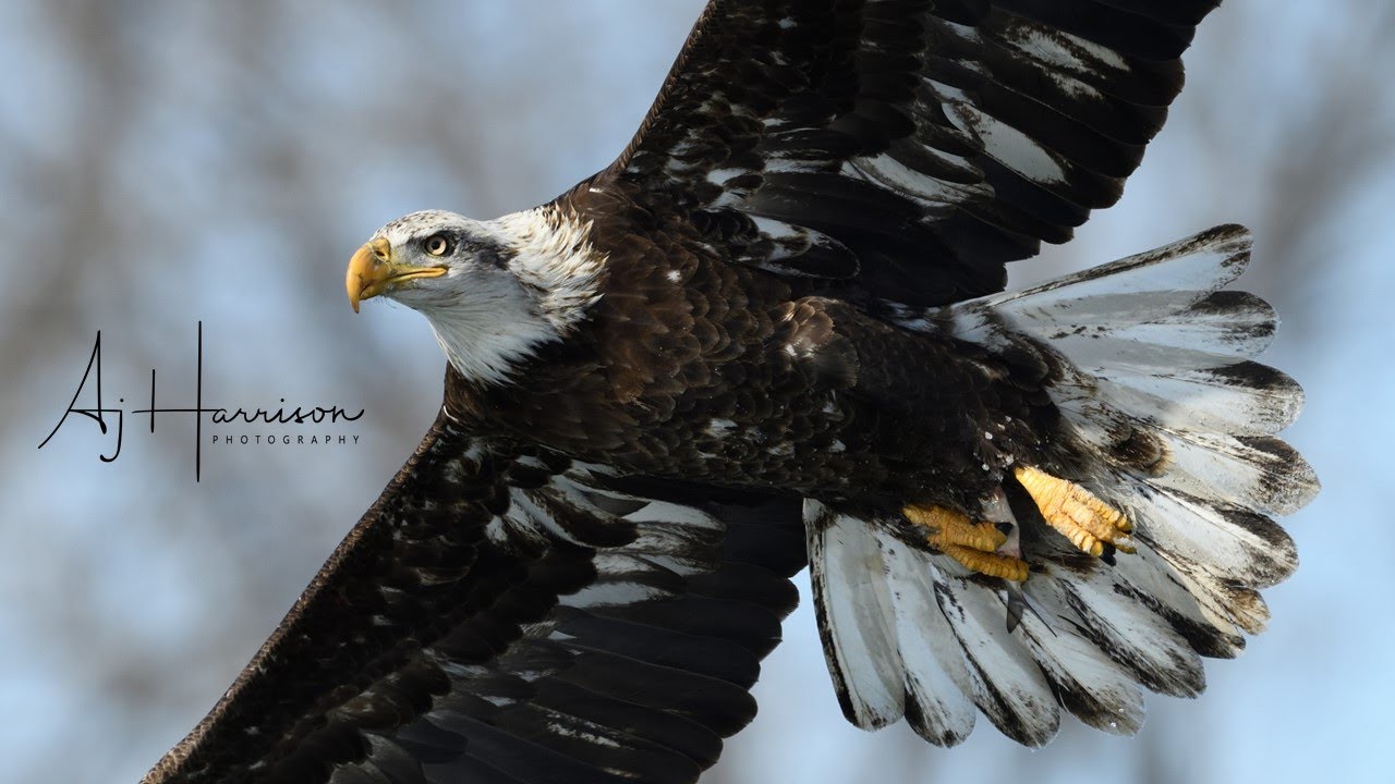 Bald Eagles in Slow Motion. An Iowa Winter. Nikon D850 at 120fps. YouTube