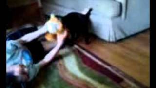 Janays Patterdale Terrier Thinks Hes A Pitbull