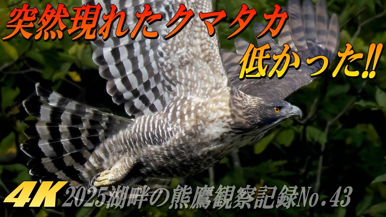 【突然低い所に現れたクマタカ】森の王者は神出鬼没、通ていれば何かが起こることも・・！！2025年湖畔のクマタカ観察43