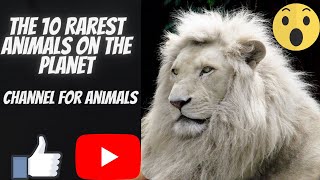 The 10 Rarest Animals on the Planet | Channel For Animals | Best Animal Video in 2020 | Viral Animal