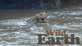 Lion Cub Migration