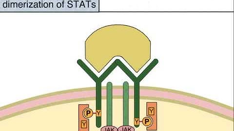Cytokine Signaling by the JAK STAT Pathway