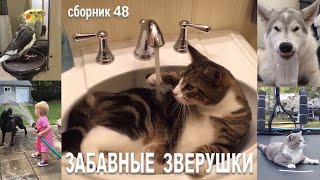 Самые смешные животные😂Приколы с котами и собаками 2023😺🐶Сборник48. МУЛЬТПАРАД COMEDY