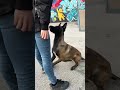 Belgian Malinois #dogsofyoutube #malinois #dogtraining #dogobedience