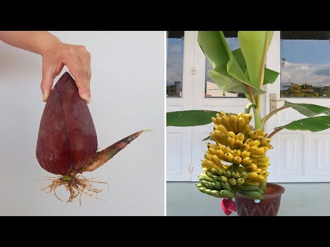 Video: Banaanitaime poolitamine – banaanitaimede eraldamine paljundamiseks