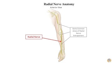 Anatomy of the Radial Nerve ; Overview, Origin, Course, Supplies, Branches, Functions