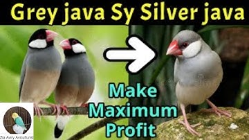 How to produce Silver Java by Grey java | Java bird maximum profit | Java sparrow mutations | Bird