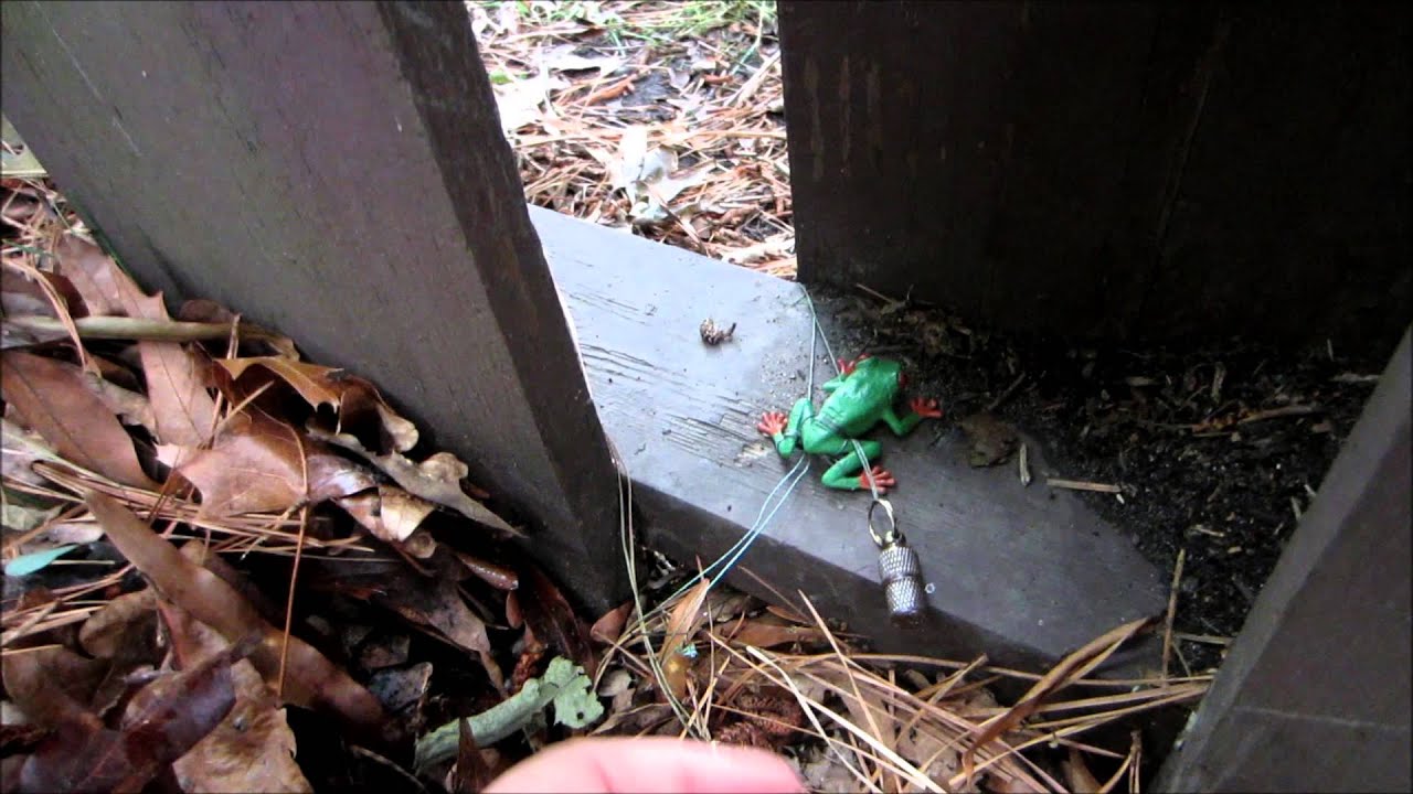 Itty Bitty Frog Geocache