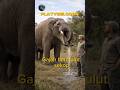 GAJAH INI PUNYA MULUT SEPERTI SEKOP!!! #hewanpurba #faktaunik