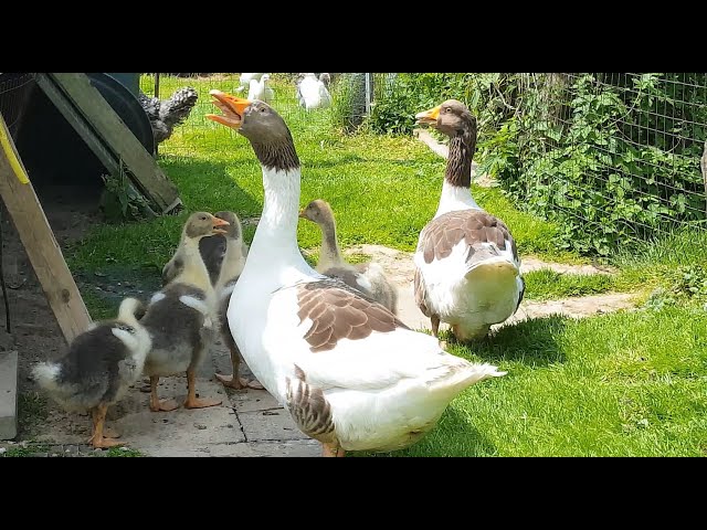 American Saddleback Pomeranian Geese