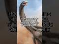 Todo sobre El Therizinosaurus #therizinosaurus #trex #triceratops #ankylosaurus #velociraptor