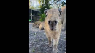 Capybara #shorts #capybara