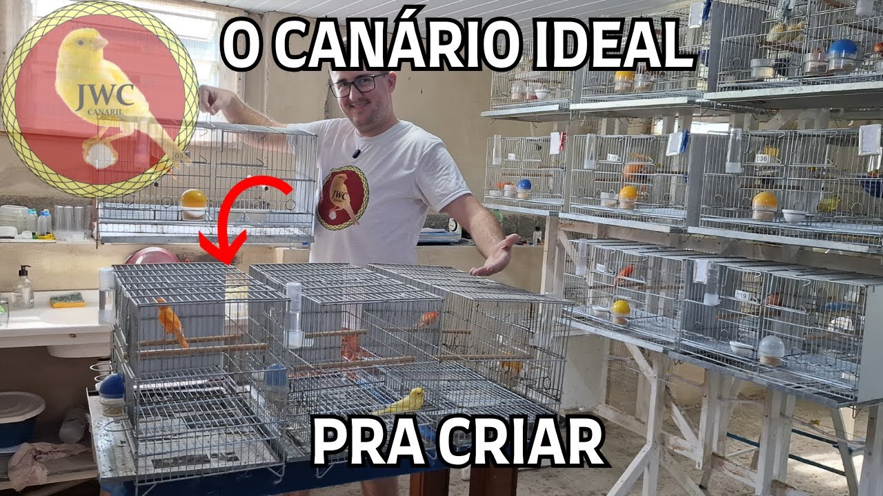 QUAL É O MELHOR CANÁRIO PRA CRIAR? 