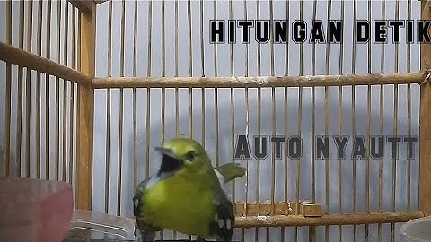 pancingan sirtu/cipoh agar rajin bunyi dan gacor