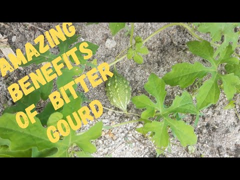 Bitter Gourd Benefits To Health |All About Bitter Gourd  (Melon)