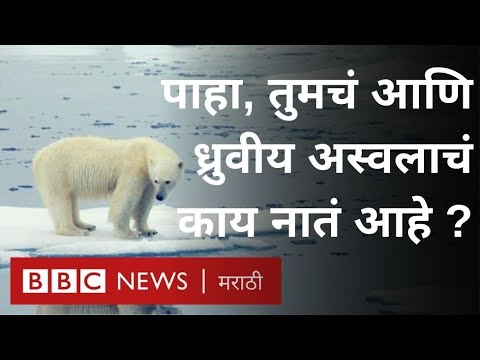 Global Warming : बर्फ वितळल्याने भुकेलेल्या ध्रुवीय अस्वलाचं काय होणार? (BBC News Marathi)