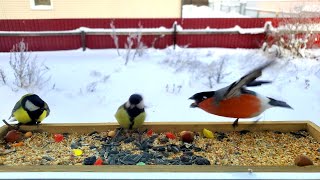 Eurasian Bullfinch vs Great Tit Birds