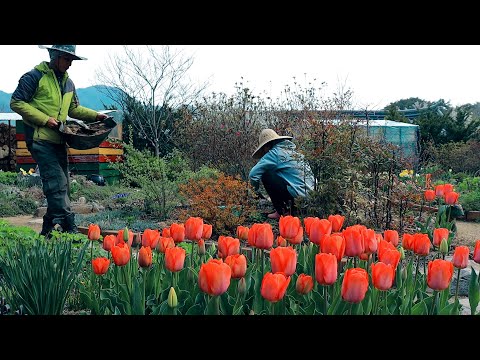 Video: Gladiolus Winter Care - Gladiola-sipulien hoitaminen talven aikana