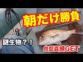 【鯛ラバ】朝だけタイラバ勝負！謎生物からの良型真鯛GET