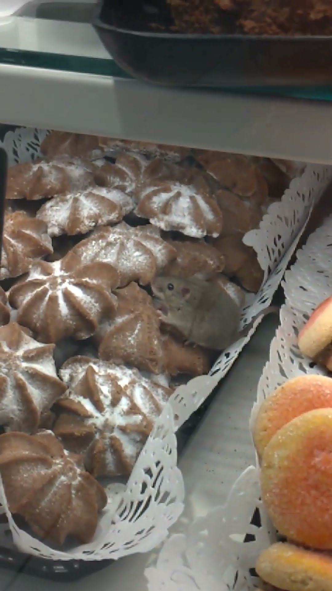 Customer Records Mouse in Bakery Display Case || ViralHog