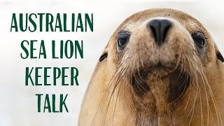 Australian Sea Lion Keeper Talk at Taronga Zoo Sydney