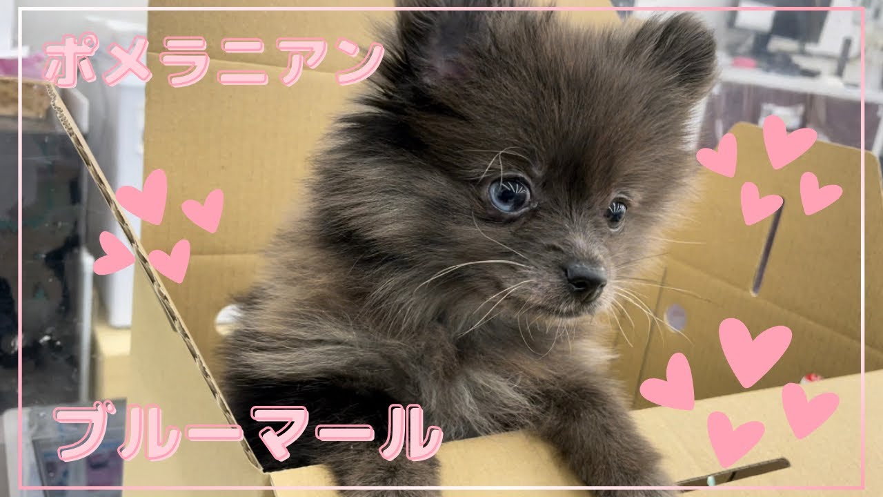 子犬 新しい家族が増えました ポメラニアン Pomeranian 포메라니안 Youtube 子犬 新しい家族が増えました ポメラニアン Pomeranian 포메라니안 Youtube