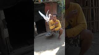 Burung blekok jinak sama mas selong,