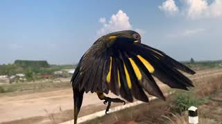 นกแก้วโนรีดาเวนโบดบินเดี่ยว อ่างหนองน้ำเขียว ชลบุรี