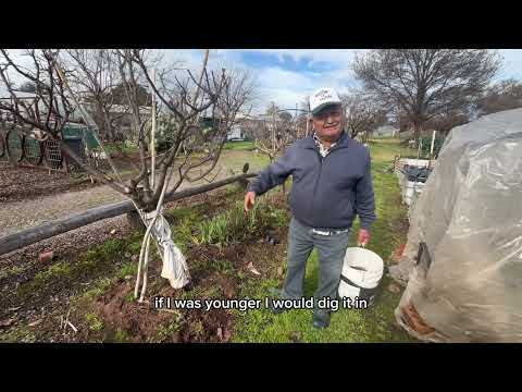 Spring Garden Fertilising Tips How To Boost Fruit Trees Roses More 