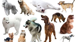 How dog breeding works latest updated 2023 video