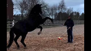 Celebrity Dream Horse turns into a nightmare! Attacks owners! Profile