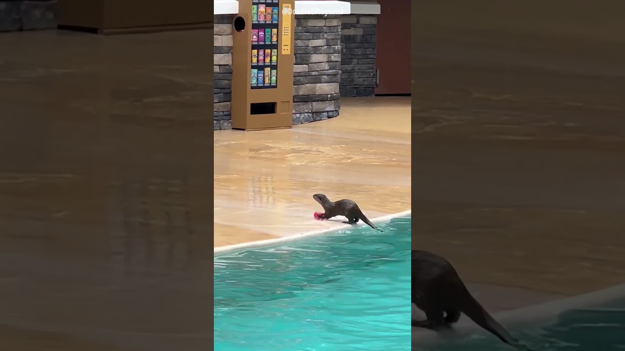 Otter Surprised Everyone