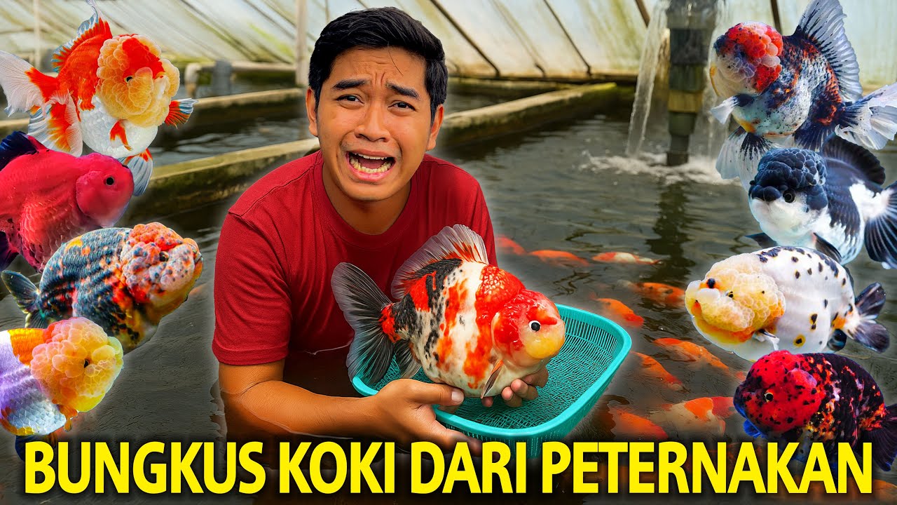 BAWA PULANG IKAN KOKI LANGSUNG DARI PETERNAKANNYA DI DEPOK! KITA BAWA YANG TERBAIK YANG ADA DISINI?!