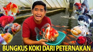 BAWA PULANG IKAN KOKI LANGSUNG DARI PETERNAKANNYA DI DEPOK! KITA BAWA YANG TERBAIK YANG ADA DISINI?!