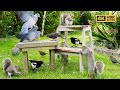 [NO ADS] Cat TV for Cats to Watch 🕊 Squirrels & Birds Squabble Over Food 😹 Videos for Cats ~ 4K HDR