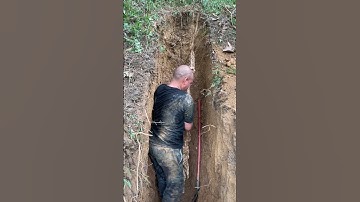 Lên rừng đào củ mài siêu to khổng lồ