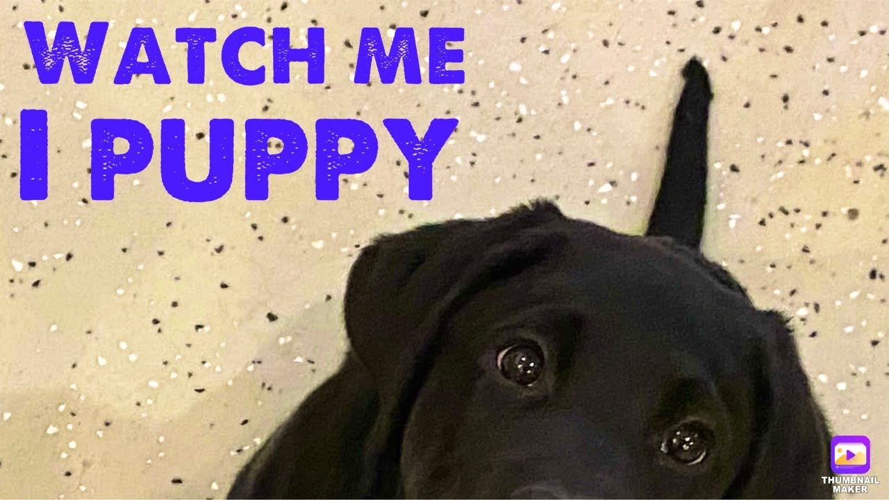 The famous Archie - YouTube