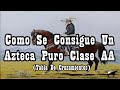 Tipos de Clases de Caballos Aztecas (Desde la A a la F)🐴-Del Cerro Soy