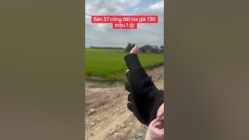 Bán 37 công đất lúa giá 130 triệu 1 công thích hợp trồng cây ăn trái thuộc Thạnh hoá Long An