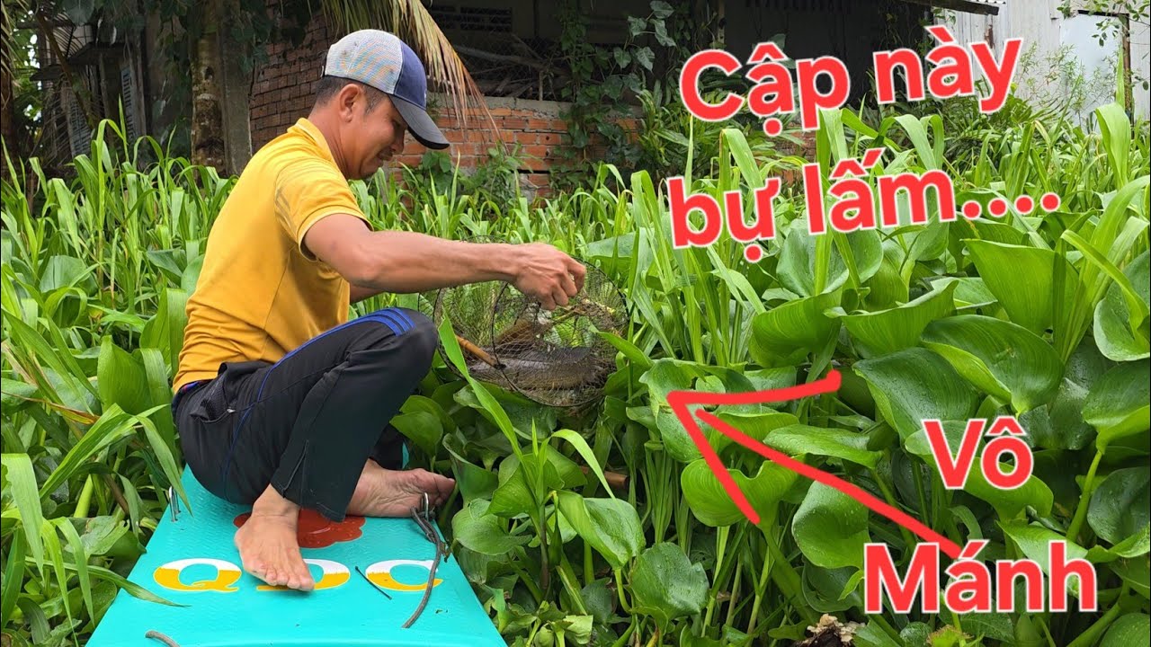 Cái ầm muốn bể lờ. Vô một cái lờ đầy nhóc tùm lum thứ | Săn bắt SÓC TRĂNG |