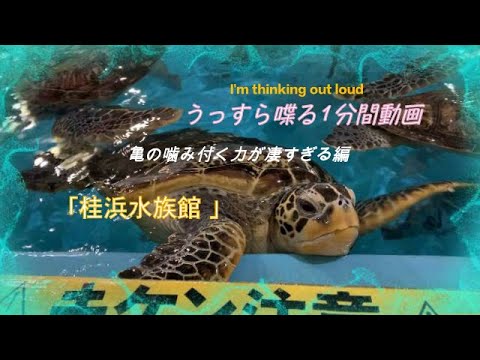 うっすら喋る1分間動画 亀の噛み付く力が凄すぎる編 I M Thinking Out Loud Turtle Youtube