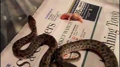 Spotted Python (Antaresia Maculosa) Feeding Video