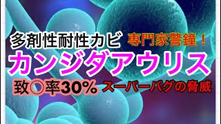 スーパー多剤耐性菌カンジダアウリスの流行拡大／致○率30%の真菌(カビ)の脅威