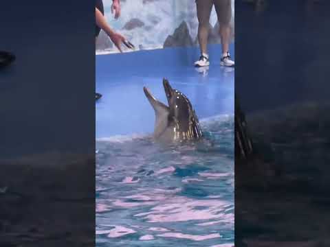 Dubai Dolphinarium#shortsviral# Dolphin hold man##shorts#shortsvideo#shortsfeed#dolphinemulator#